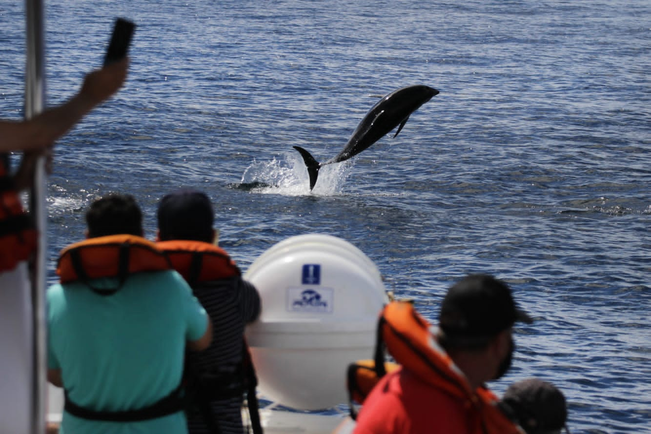 AVISTAJE DE DELFINES